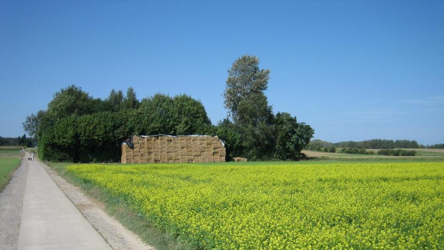 Een vanggewas wordt na een hoofdgewas geteeld om de uitspoeling van meststoffen, vooral nitraat, tegen te gaan.