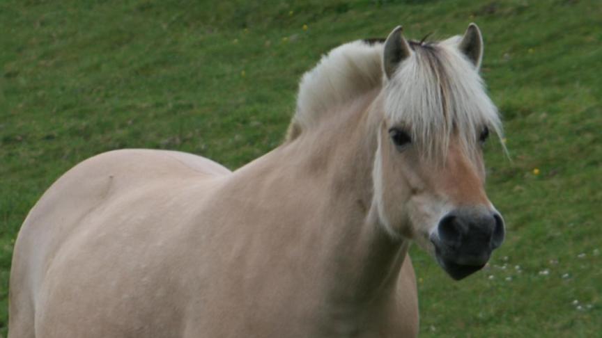 Het  Fjordenstamboek mag terugblikken op een geslaagd fokkersseizoen.  Het bestaat  ondertussen  45 jaar.