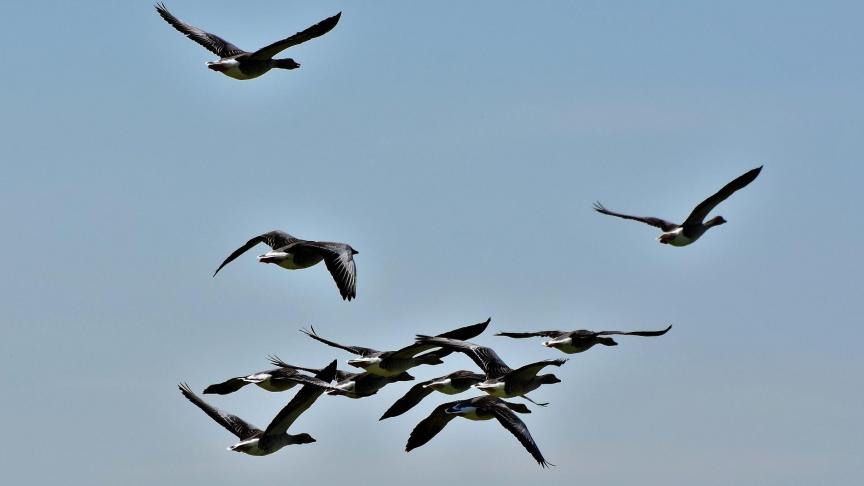 Momenteel is er nog geen duidelijk signaal dat ook de West-Europese trekroute die over België loopt besmet is.