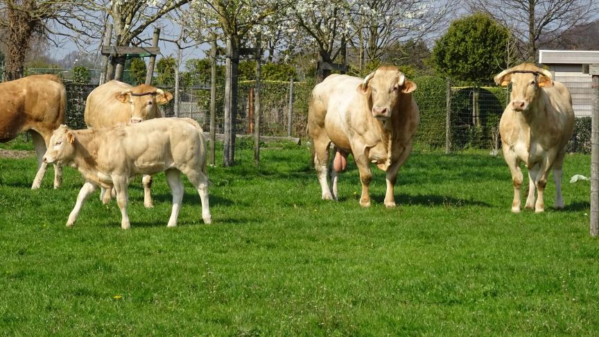 De coaches geloven in de heilzame werking van buiten zijn en met dieren werken.