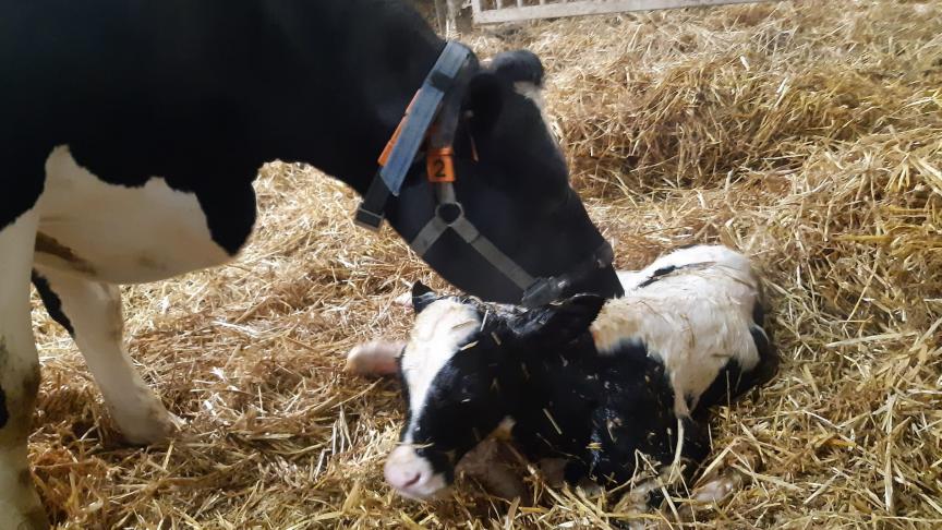 Er blijken een aantal argumenten om kalf en koe langer samen te houden.