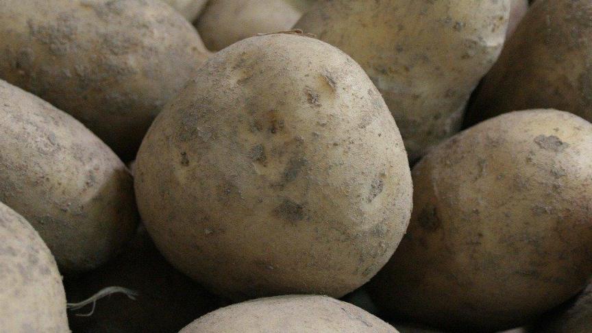 De aardappelen liggen gelijk verdeeld over Vlaanderen en Wallonië.