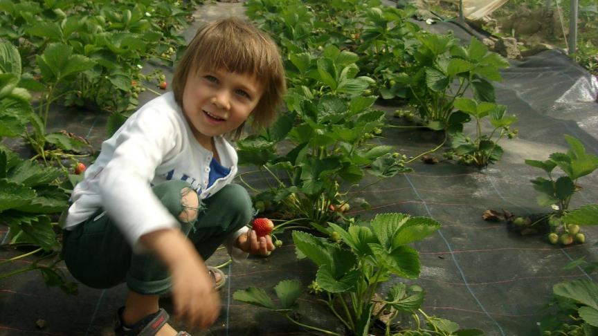 De zelfoogst- boerderij blijft de voornaamste CSA-formule.
