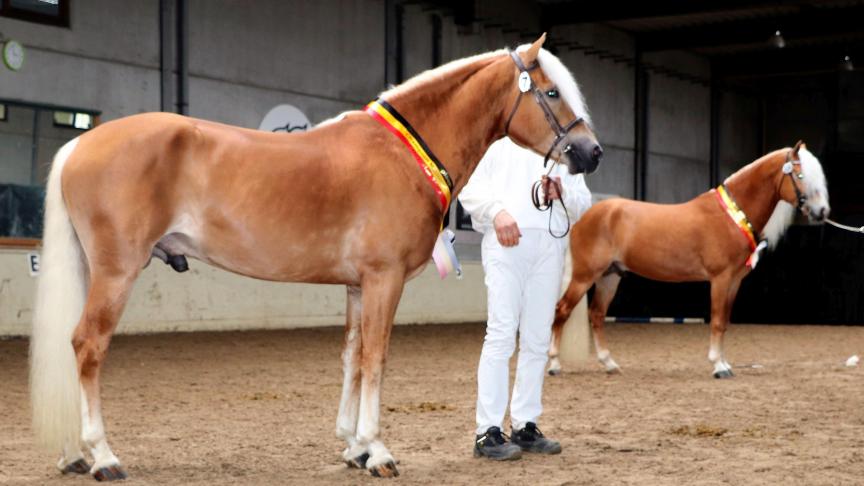 Kampioen en reservekampioen: op de voorgrond kampioen Sternblick de l'Our van Bruno Ronsijn en reserve Liz Sterngold van Gino Verplancke. Beide hengsten hebben dezelfde vader: Liz Sternwächter.
