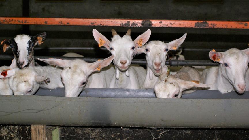 In het Bolucap-project wil men een draadloos gezondheidsmonitoringsysteem voor geitenhouders ontwerpen.