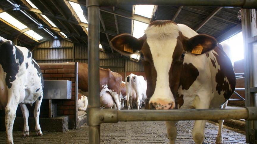 De infectie slaat hoofdzakelijk aan bij jonge kalveren tot de leeftijd van 6 maanden. Hoe jonger het kalf, hoe gevoeliger het is om een infectie op te lopen. Ze nemen de bacterie op door het drinken van biest of melk van een besmette koe.