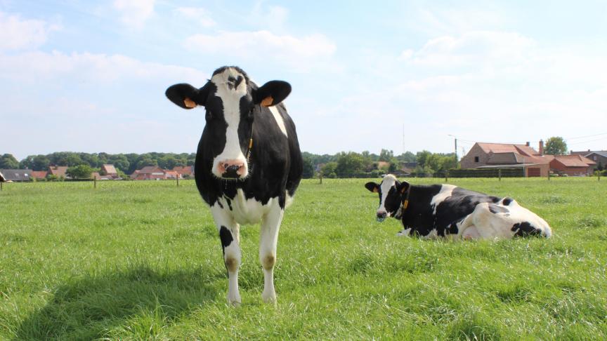 Als beweiding niet ondersteund wordt, zal die verder verdwijnen. Een mix van maatregelen kan de dalende trend echter keren.