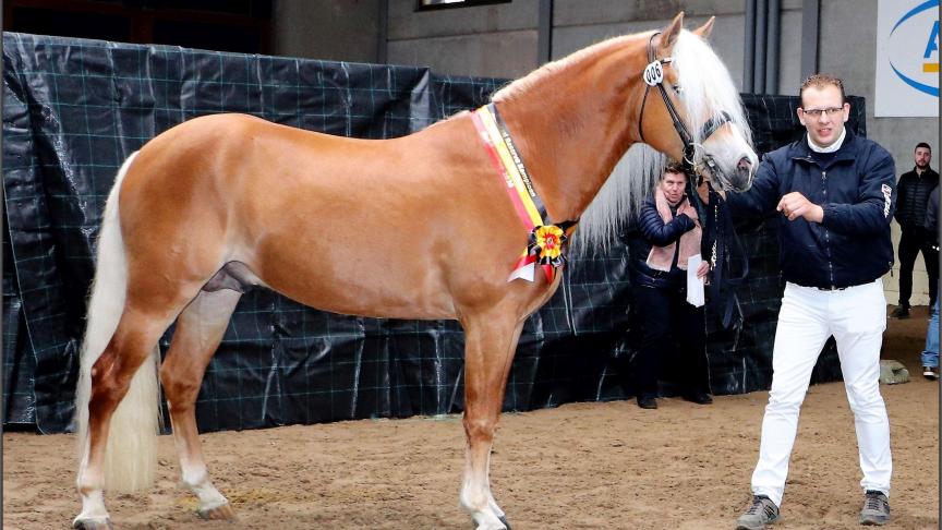 Reservekampioen liz Sterngold (Liz Sternwächter x Belsy) van Gino en  Charlotte Verplancke-Michiels uit Torhout.