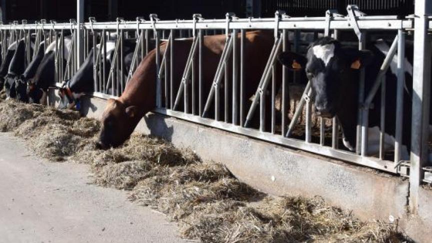 Biobedrijven houden eerder robuustere dieren aan, waarbij de keuze niet direct ligt op topproducties.
