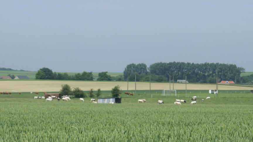 De tarwemarkt staat onder druk: er is veel graan.