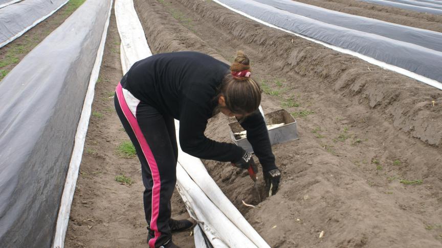 Het aspergeseizoen komt eraan. Het aspergesteken wordt overwegend gedaan door tijdelijke arbeiders uit Oost-Europa.