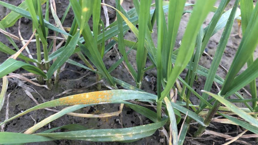 Behandelen tegen gele roest is voorlopig niet nodig.