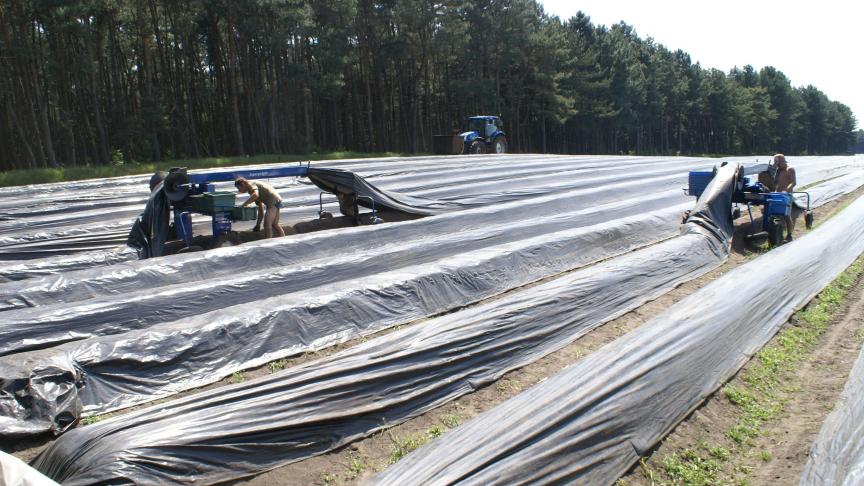 Om de piekmomenten op te vangen is de land- en tuinbouw in Vlaanderen afhankelijk van externe arbeiderskrachten.