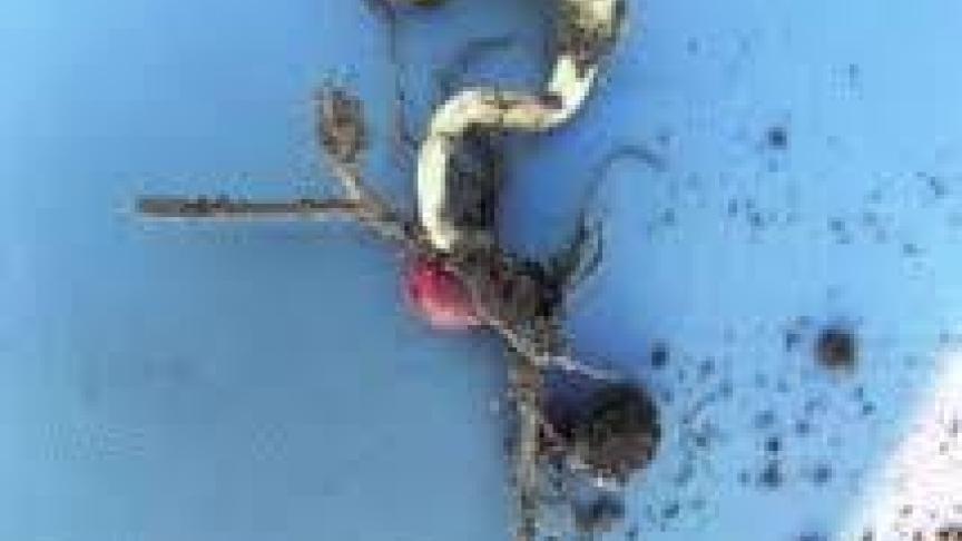 Misgroeiing van de plant door kiemschimmels.