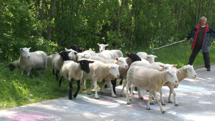 De komst van wolven is een rechtstreekse bedreiging voor de schapenhouderij.