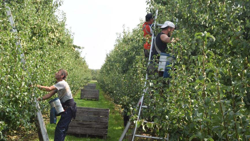 In de fruitteelt zijn tekorten kleiner, omdat ze daar al vroeger in het jaar met seizoenarbeid beginnen.