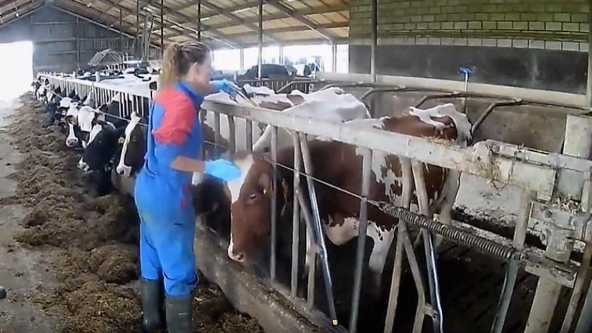 Diergeneeskundige activiteiten krijgen gedurende de coronacrisis een bepaalde prioriteit toegewezen.