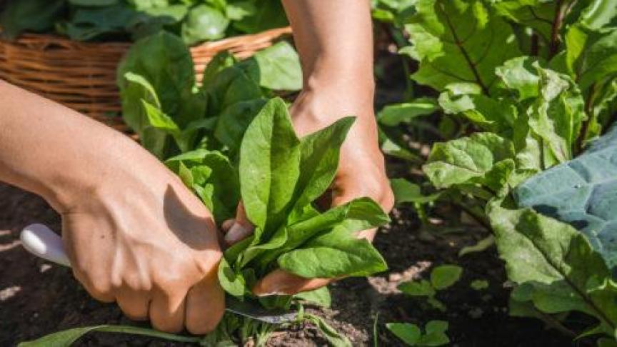 Via de website <a href=http://www.terrasplant.be>www.terrasplant.be</a> krijgen consumenten uit heel Vlaanderen en Brussel toegang tot een ruim assortiment van The Green Community. Bestellingen worden aan huis geleverd.