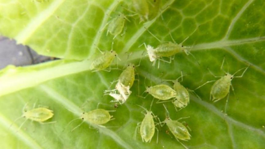 Groene bladluizen kunnen de bieten met vergelingsziekte opzadelen.