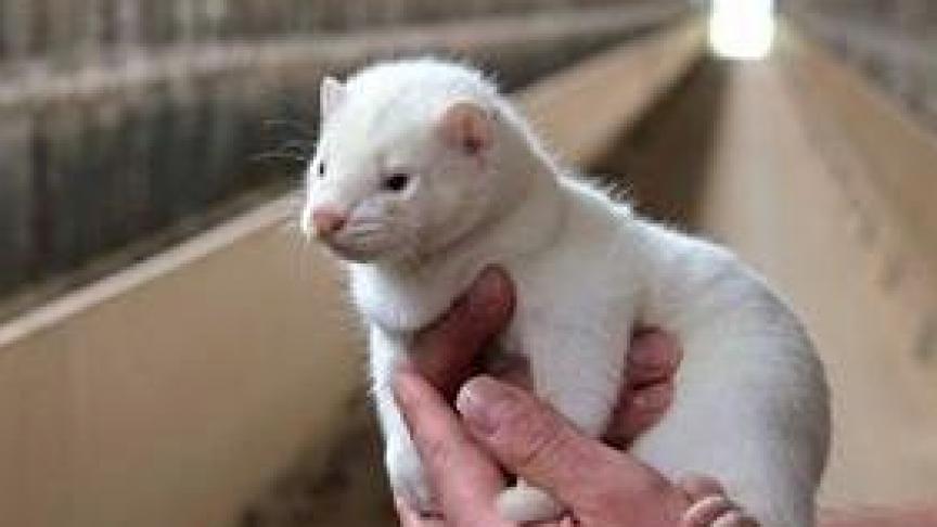 De Vlaamse regering is er intussen van overtuigd dat de vergoedingen voor de stopzetting en reconversie van pelsdierhouderijen geen selectieve voordelen zijn ten gunste van ondernemingen, die de mededingen in de interne markt kunnen verstoren.