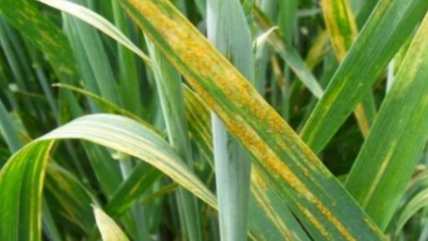 Aantasting gele roest voorbij het kiemplantstadium (bij aanwezigheid van stengels): gele tot oranje sporenhoopjes in rijtjes op het blad.