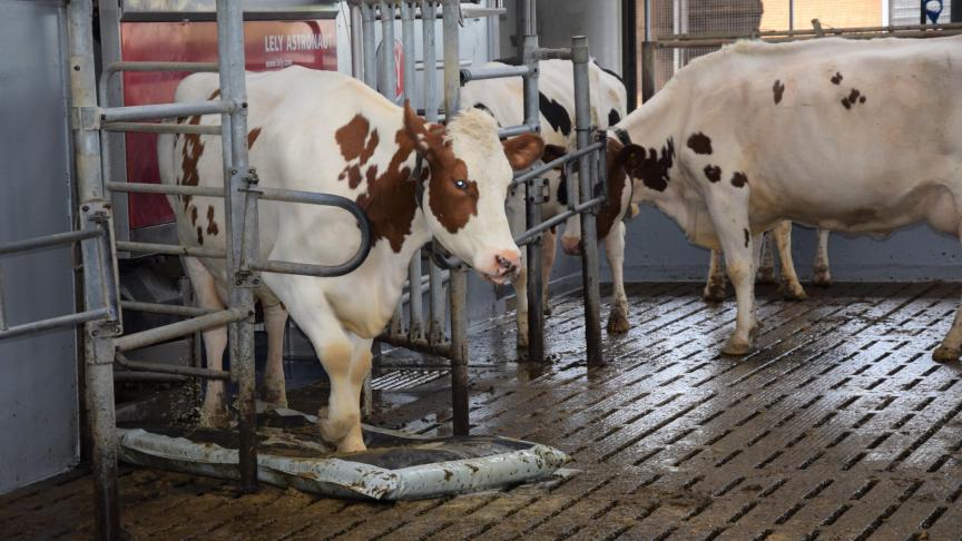 Elke productieve koe gaat meermaal daags over matten met desinfecterende en verzorgende producten aan de uitgang van de melkrobot. Dit is uitstekend voor de klauwgezondheid.