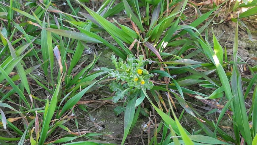 Bloeiend klein kruiskruid in tarwe.