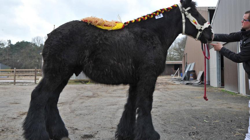 De driejarige Ximm van ’t IJzerhof voorlopig administratief goedgekeurd.