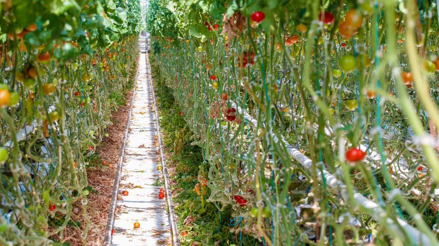 Afhankelijk van de weersomstandigheden zijn er in mei tot dertigduizend werkkrachten nodig.