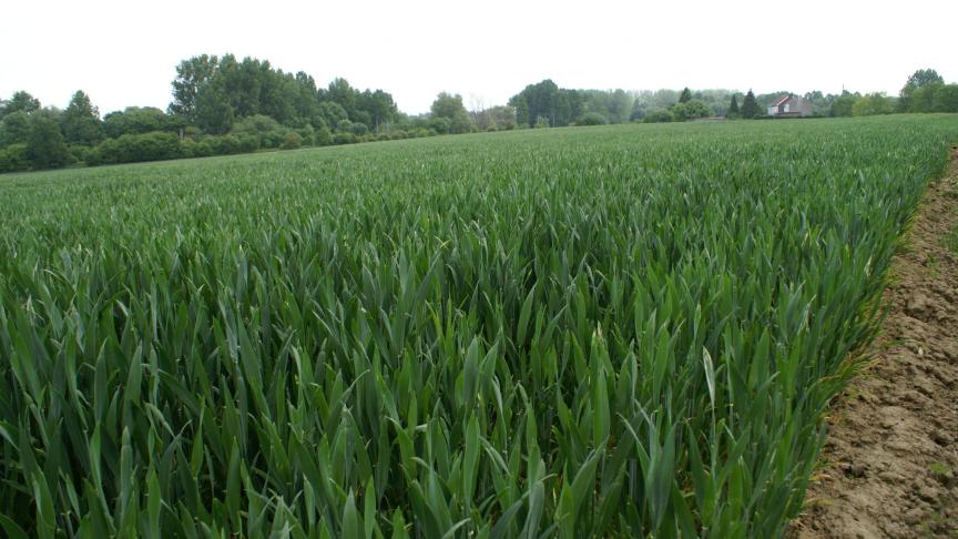 LCG bezorgt wekelijks een overzicht van de stand van het gewas.
