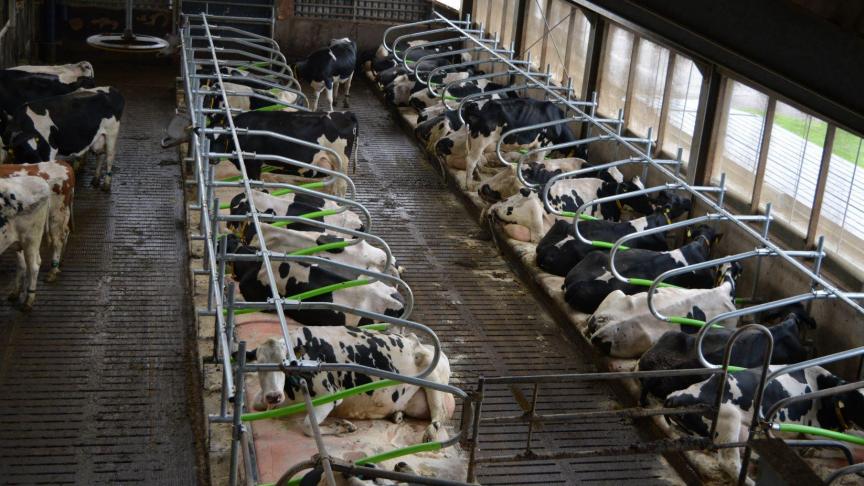 Melkkoeien liggen op een koematras net zolang als in diepstrooiselboxen.