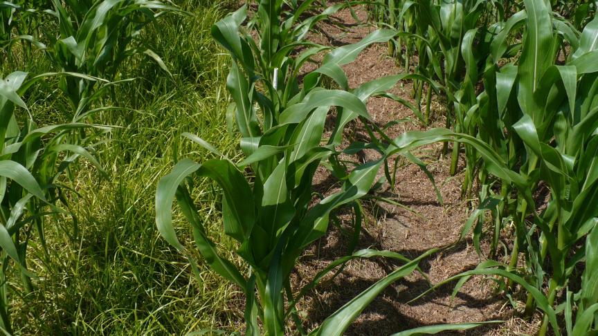 Onderzoekscentra buigen zich reeds meerdere jaren over de bestrijding van knolcyperus, die sterk bemoeilijkt wordt door het snelle vermeerderingsvermogen en algemene gesteldheid van de plant.