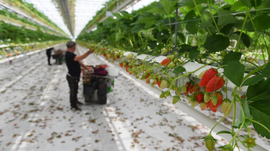 De vraag naar werknemers in de land- en tuinbouw blijft groot. Werkgevers kunnen met de code #COVID19 vacatures aanmelden bij de VDAB.