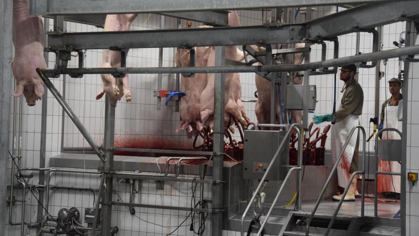 In ons land zijn vooralsnog geen slachterijen gesloten vanwege Covid-19.