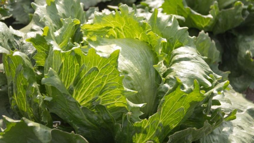 De aanvoer van ijsbergsla neemt jaarlijks toe, aldus BelOrta.