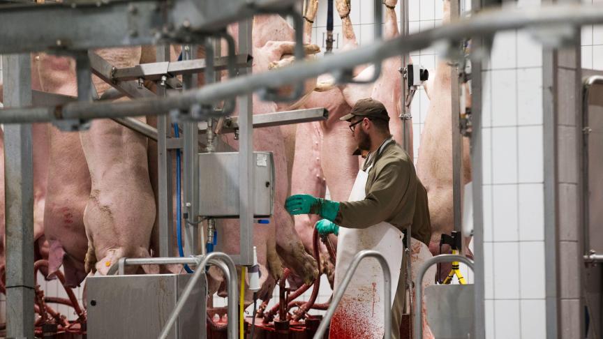 Slachthuizen in ons land draaien minder dan gewoon, vanwege de sluiting van de horeca, maar sluiten vooralsnog niet.