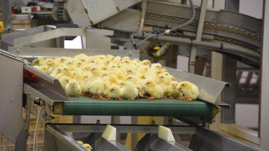 Copa en Cogeca vrezen dat de hele pluimveeketen door corona ontregeld raakt.