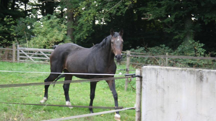 Een oud paard is er niet bij gediend om altijd buiten te zijn.
