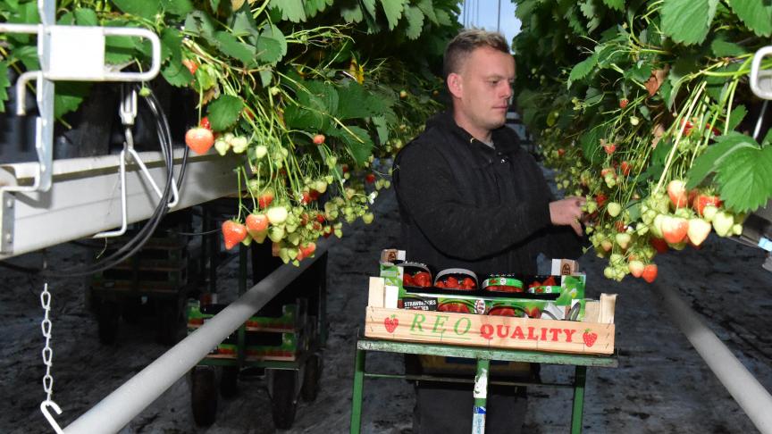 De komst van extra werkkrachten is broodnodig, onder meer in de aardbeienteelt.