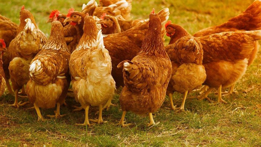 De helft van de pakweg 10 miljoen legkippen scharrelt rond in Vlaanderen.