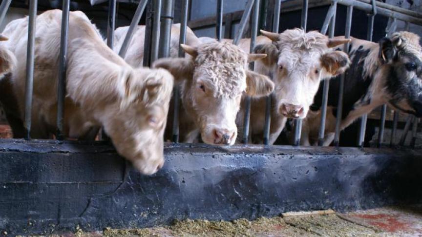 Half april kreeg meer dan 92% van alle rundveehouders het IBR-vrije statuut.