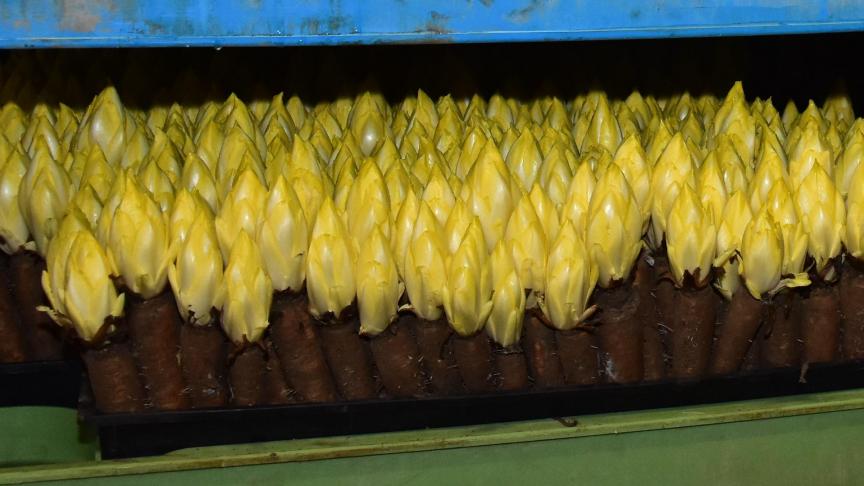 Witloof is sterk in prijs gestegen.
