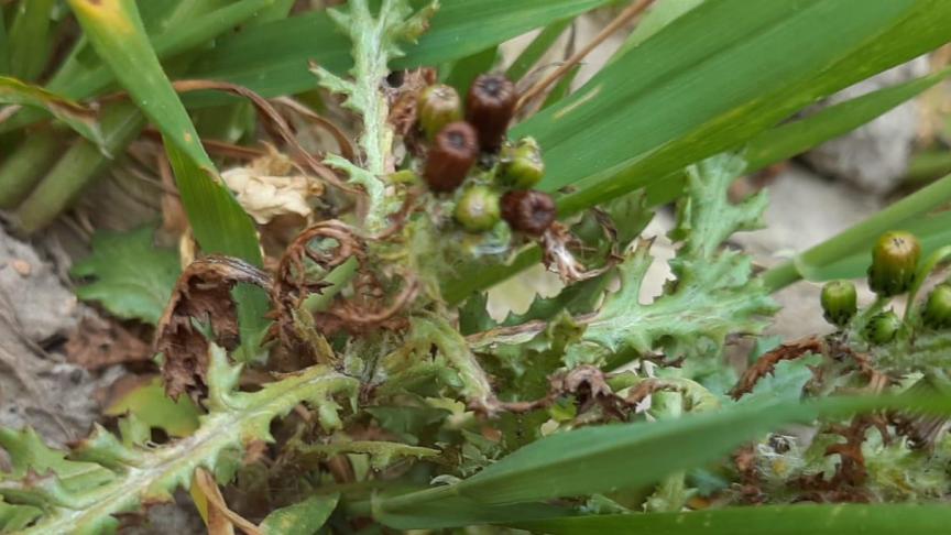 Meerdere bloemknoppen zijn beschadigd door een herbicidebehandeling, doch er bloeien ook nog bloemknoppen.