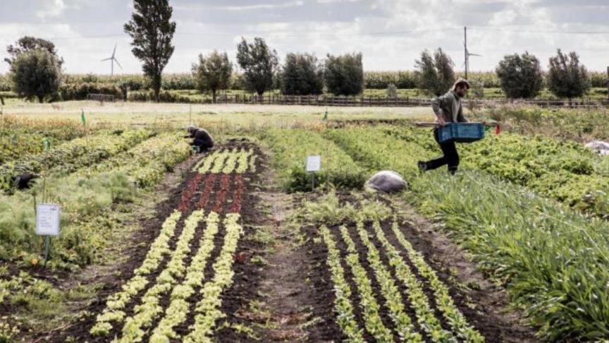 De stad Oostende wil een gebied van 35 ha historisch polderland laten ontwikkelen tot een innovatief landbouwpark.