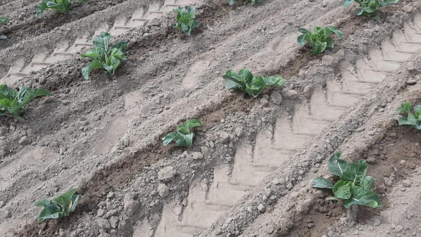 Aangegoten bloemkoolplanten.