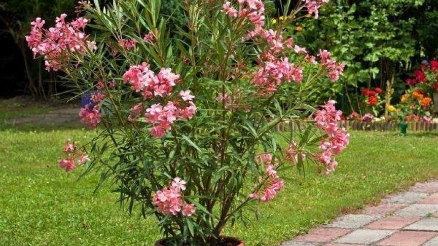 oleander