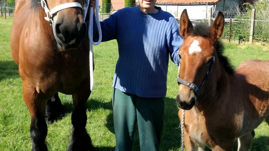 François Van Assche uit Weert met zijn vierjarige merrie Fenna van ’t Liezeleveld en haar veulen Tessa van ’t Riebekershof.