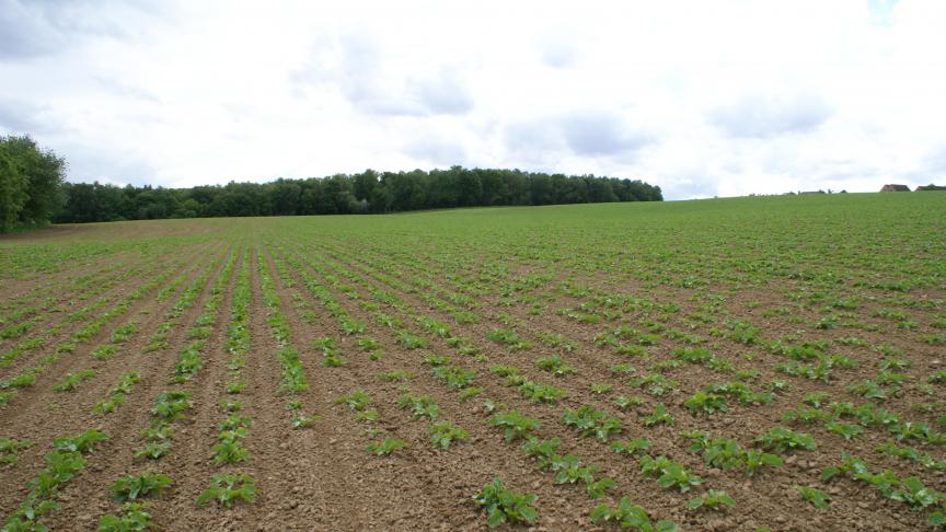 De suikerprijs daalde fors, maar stijgt nu voorzichtig.