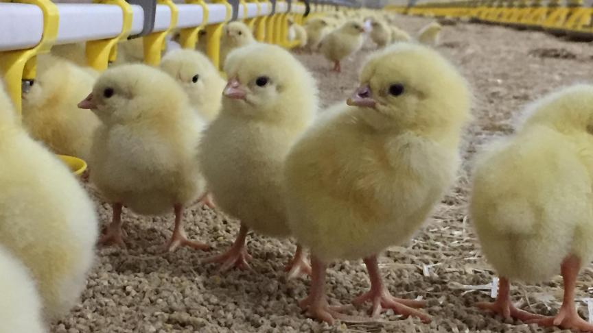 Eens aanwezig, verspreidt campylobacter zich razendsnel doorheen de stal/toom.