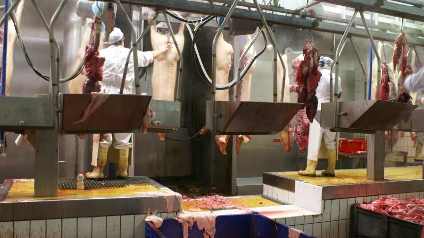 Het is volgens de Nederlandse versie van de FAVV lastig afstand te bewaren in slachthuizen.